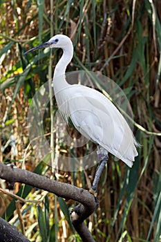 White egret