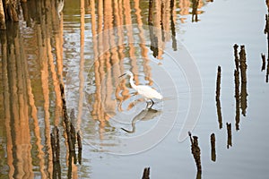 White egret