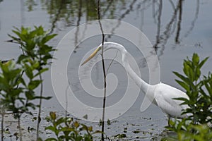 White Egret pausing to watch prey