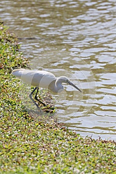 White egret or Pelicans bird Starting