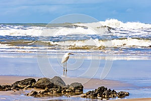 White egret perched on the beach sand with the waves