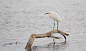 White Egret perched on branch in brackish water in nature preserve marsh in San Jose del Cabo in Baja California Mexico