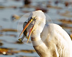 White Egret Photo and Image. Great White Egret close-up profile side view with a fish in its beak in shallow water with foliage