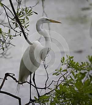 Great Egret Landing In Tree Mating photo