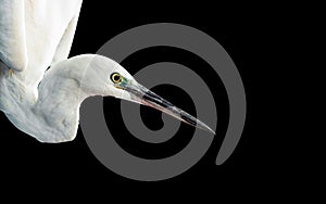 White egret portrait