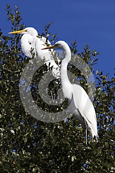 White Egret Resting in the Trees at Choke Canyon State Park, Texas