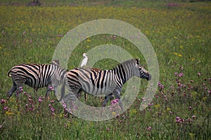 WHITE EGRET RIDING ON THE BACK OF A ZEBRA