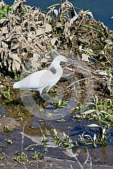 White egret River