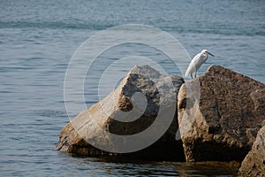 White egret on a rock by the sea