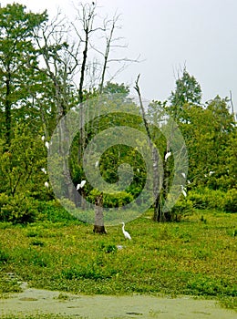 White Egret Rookery