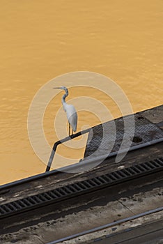 White Egret roosting on The Miraflores Locks Panama Canal