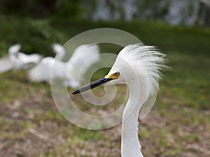 White egret with ruffled feathers protecting territory. White Crane