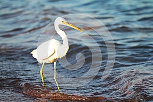 White egret a the sea shore
