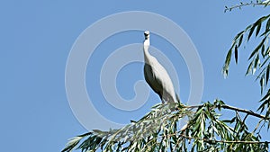 White egret sits on the top of willow tree with blue sky background and looks around alertly, Great egret landing on top of tree