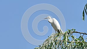White egret sits on the top of willow tree with blue sky background and looks around alertly, Great egret landing on top of tree