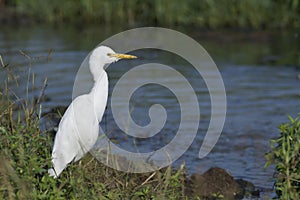 White Egret Sitting Near Pond in Search of Prey