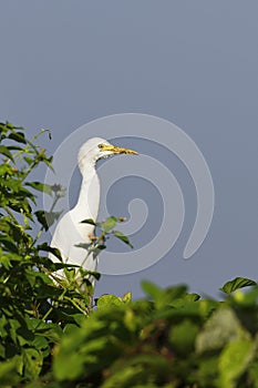 White Egret Sitting on Tree