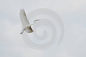 White egret soaring through the air