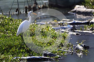 White egret stand photo