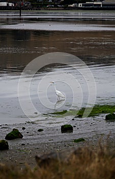 White Egret Standing In Bay With Reflection Overcast Day