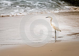 White egret standing on a sandy shore