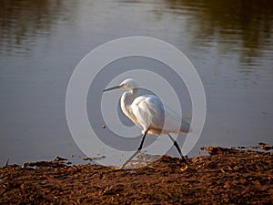 White Egret at Sunset