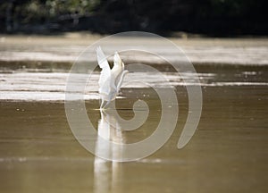 White egret taking flight