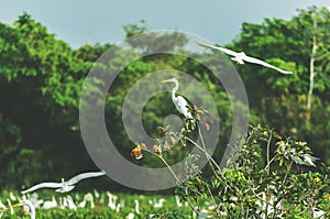 White egret on a tree branch in Pantanal, Brazil