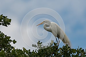 White Egret in the trees with blue sky peeking through clouds