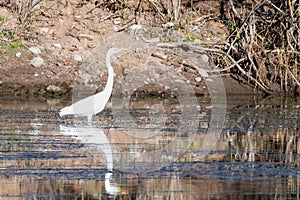 White Egret wading in the Salt Rive near Mesa Arizona United States