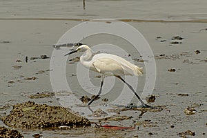 A white egret walking above the beach, during the day