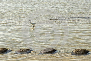 White egret walks in the water at sea. Little Egret Walking on the Sea Shore