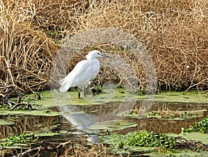 White egret