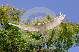 White Egret Wingspan photo