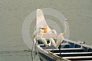 White egrets