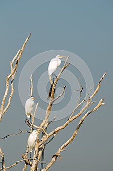 White Egrets