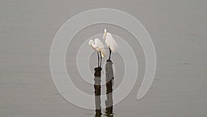 White egrets birds standing weathered wood on the coastline wait to catch seafood in water Beautiful Video of a White egrets birds