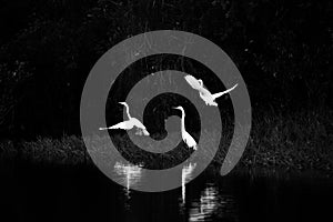 White egrets, dark rainforest photo