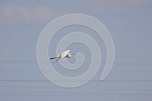 white egrets in flight