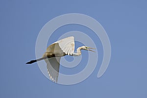 white egrets in flight