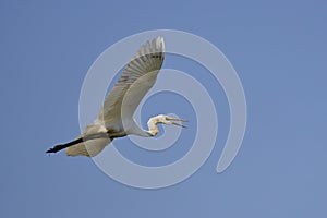 white egrets in flight