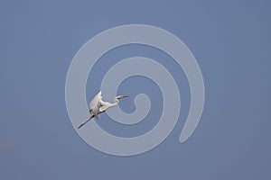 white egrets in flight