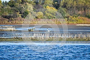 White Egrets Flying over Lake