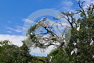 White egrets forming a rookery in trees