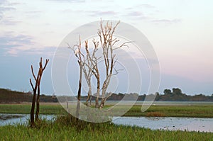 White Egrets