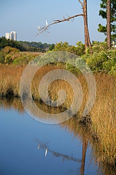 White Egrets Perched in a Tree