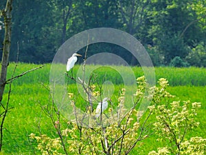 White Egrets Perched in a Treetop