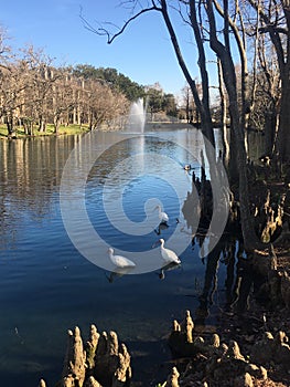 White Egrets By The Pond photo