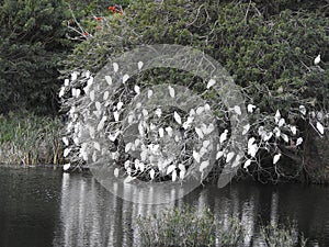 White Egrets reflection in water