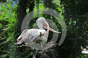 White Egrets with Wierd Mouth photo